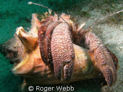Hermit crab in conch shell. by Roger Webb 